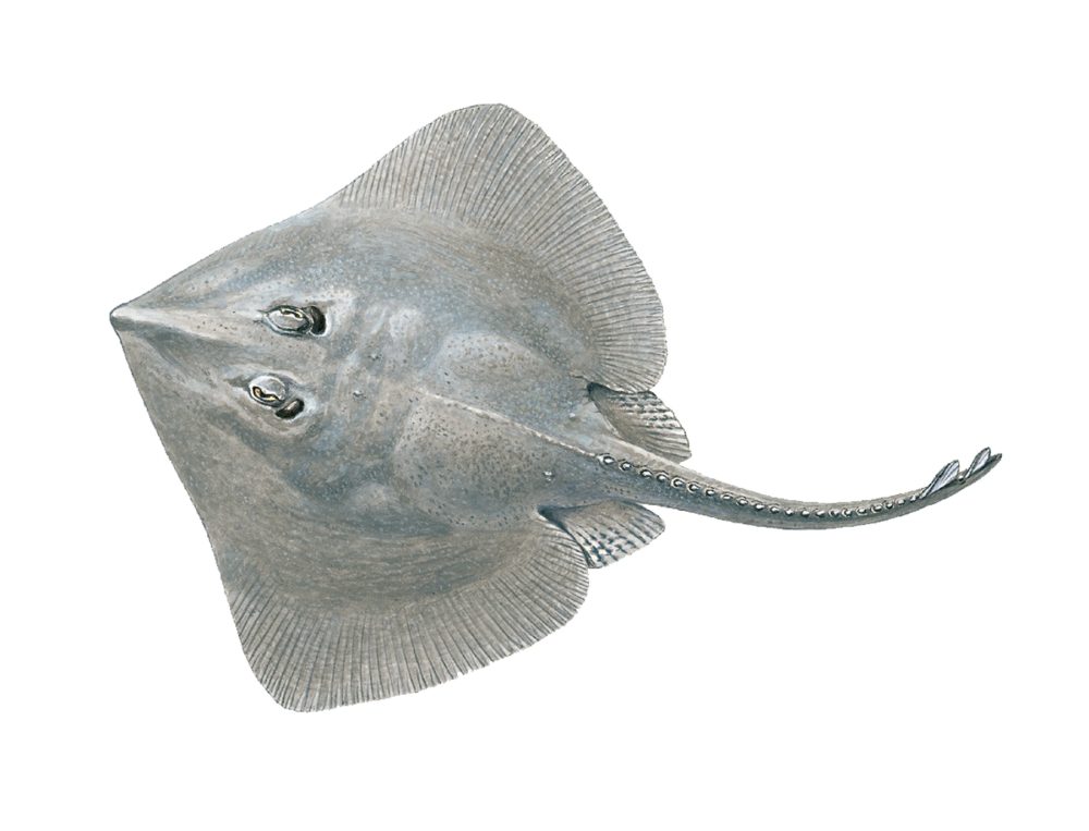 Gråskate