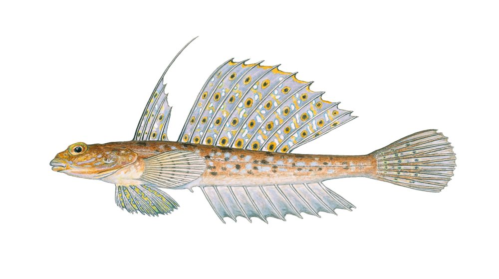 Flekket fløyfisk