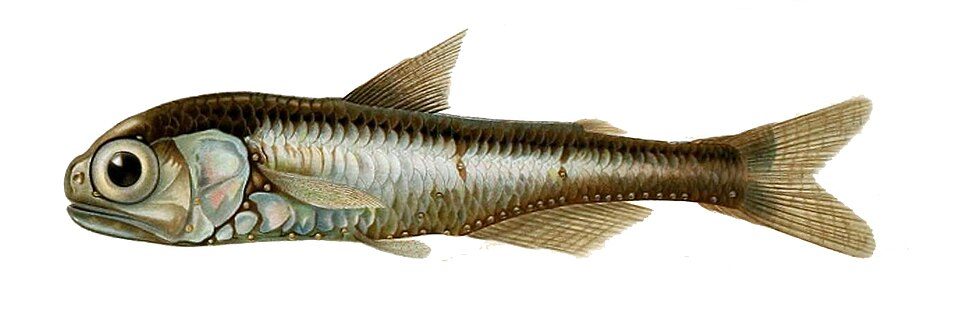 Liten lysprikkfisk