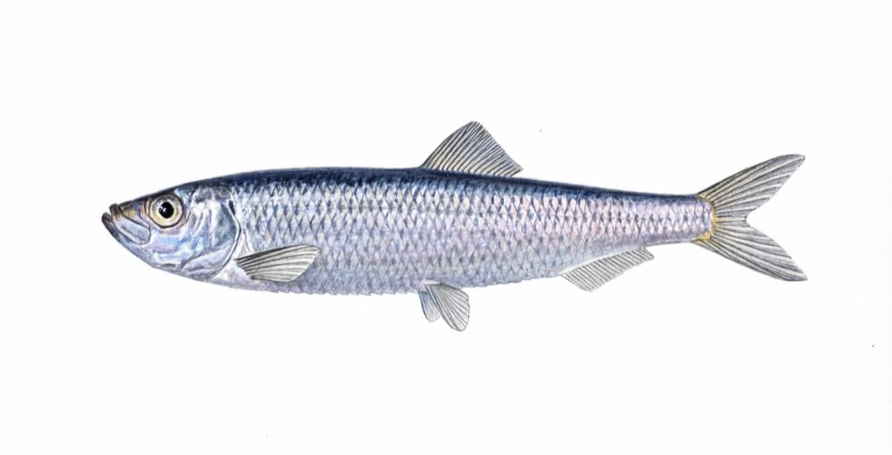 Brisling