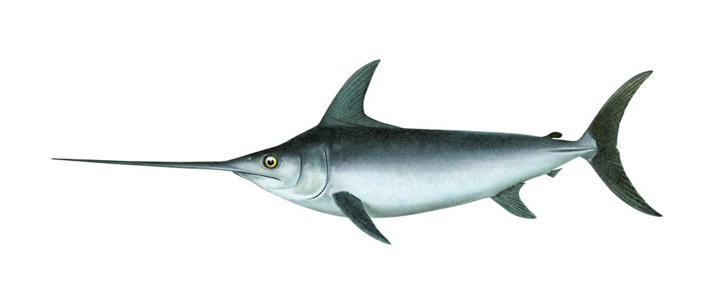 Sverdfisk