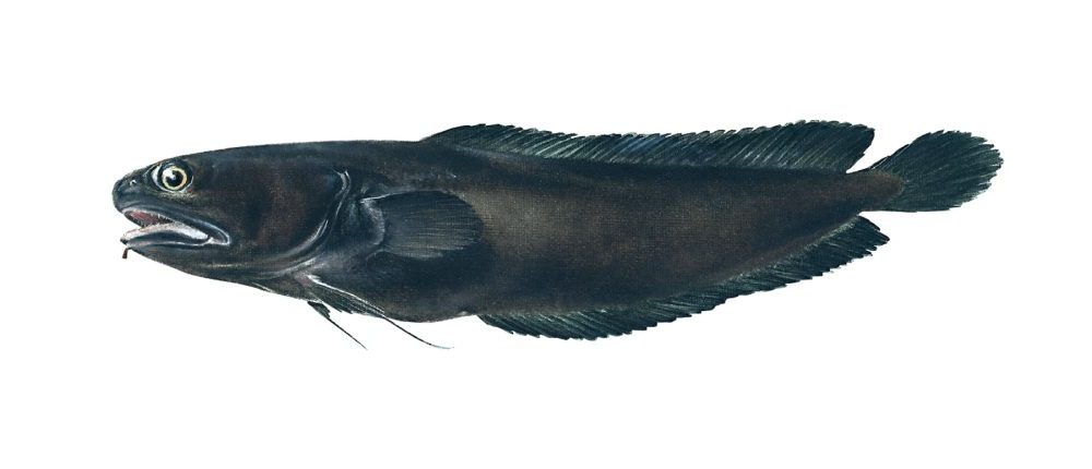 Paddetorsk
