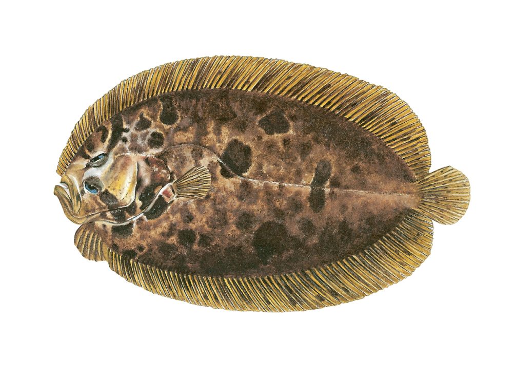 Hårvar