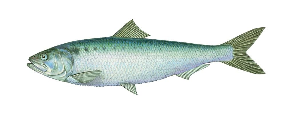 Stamsild