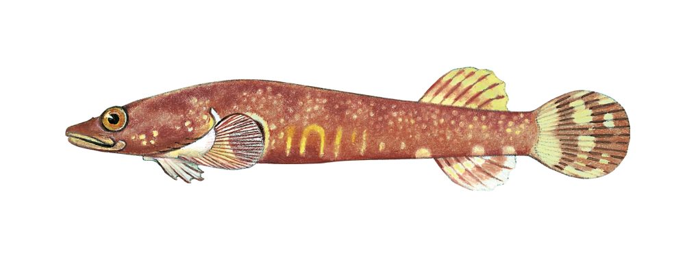 Dobbeltsuger