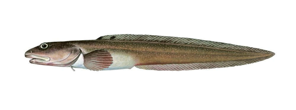 Vanlig ålebrosme