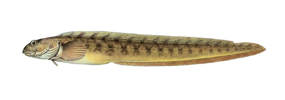 Ålekvabbe