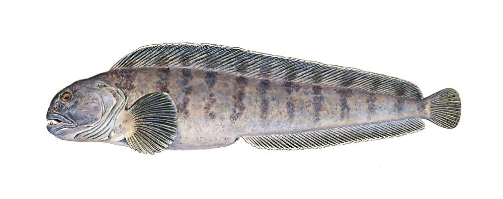 Gråsteinbit