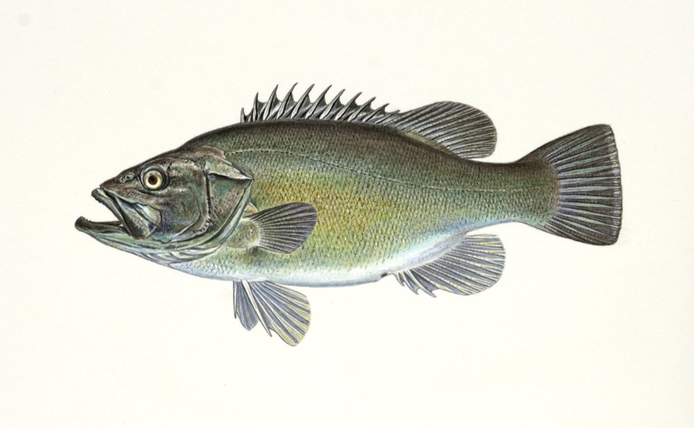 Vrakfisk
