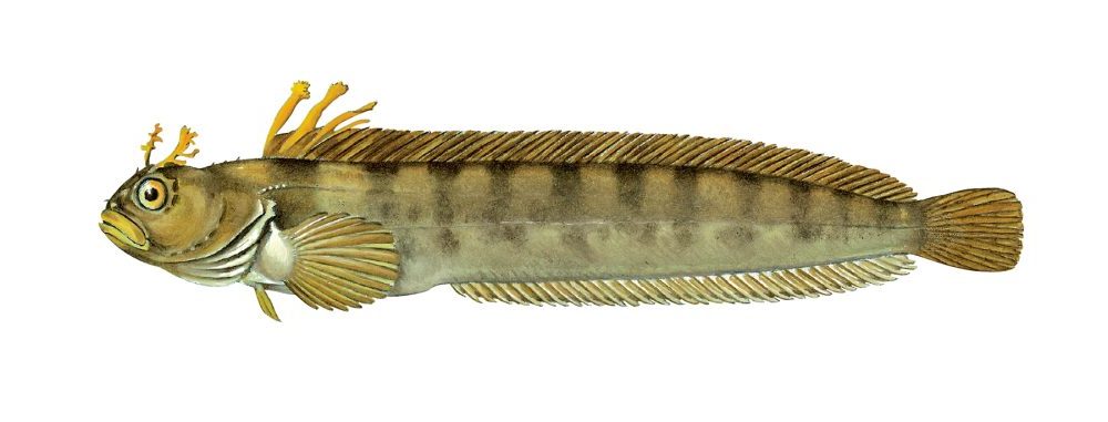 Hornkvabbe