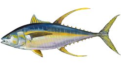 Gulfinnet tunfisk