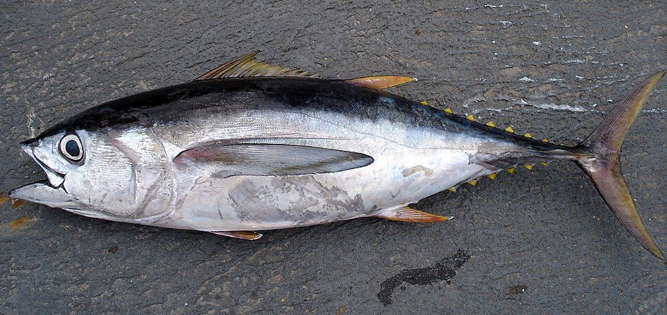Storøyet tunfisk