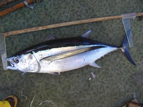 Albacore