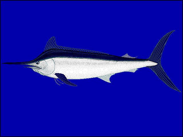 Svart marlin