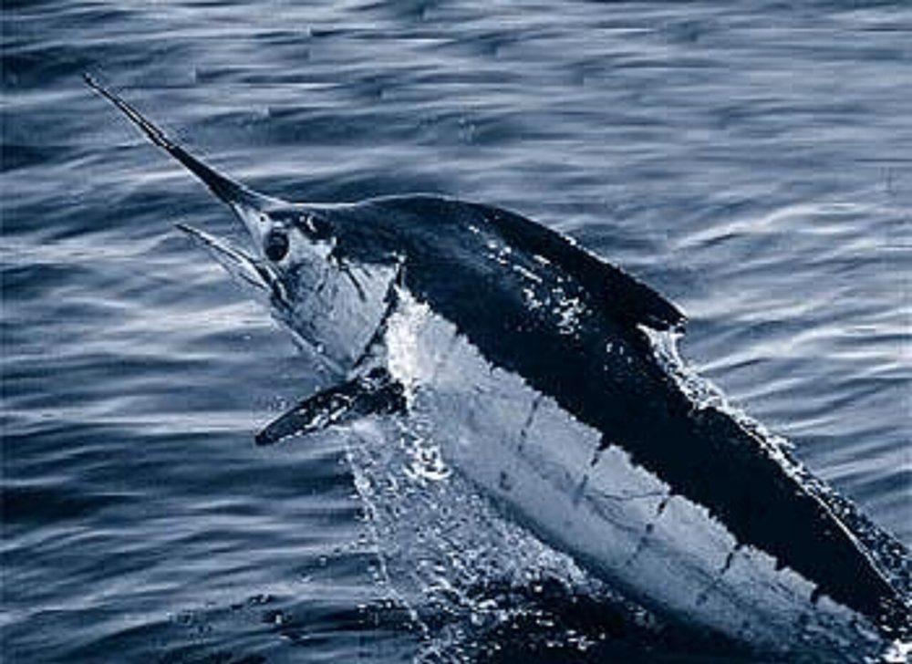 Blå marlin