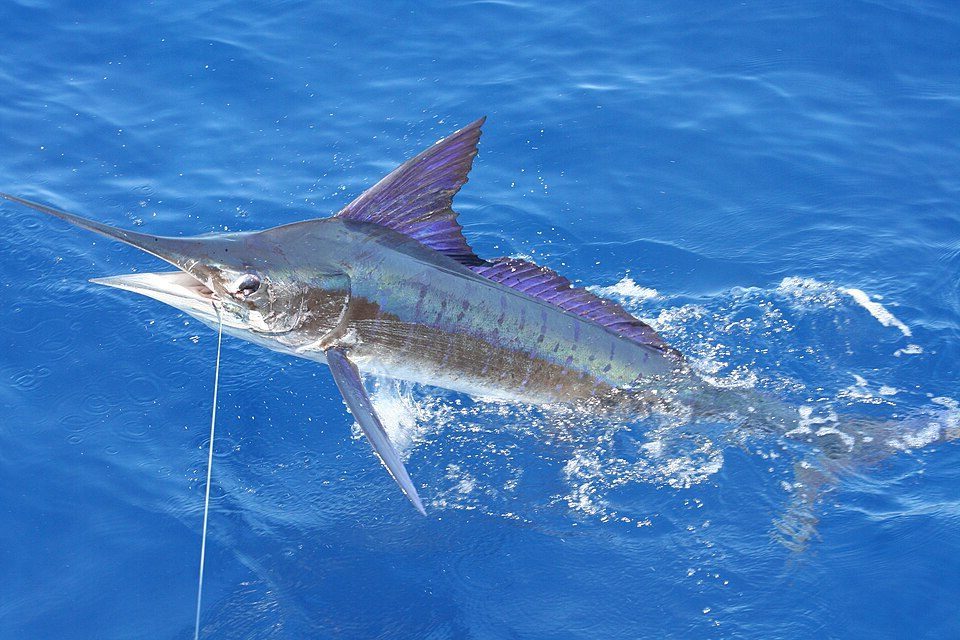 Stripet marlin