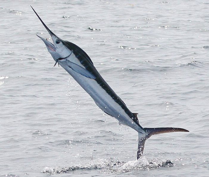Hvit marlin