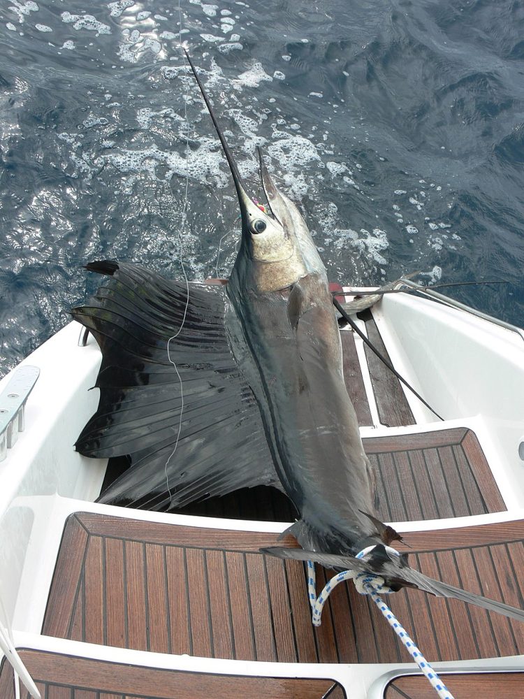Seilfisk