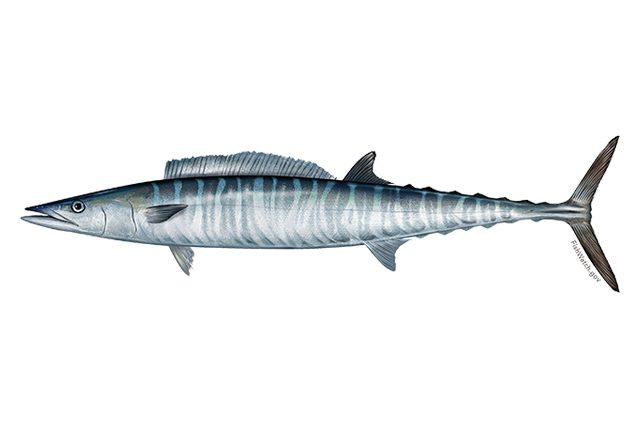 Wahoo