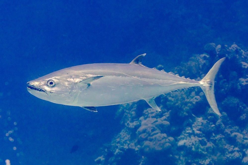 Hundtannstunfisk