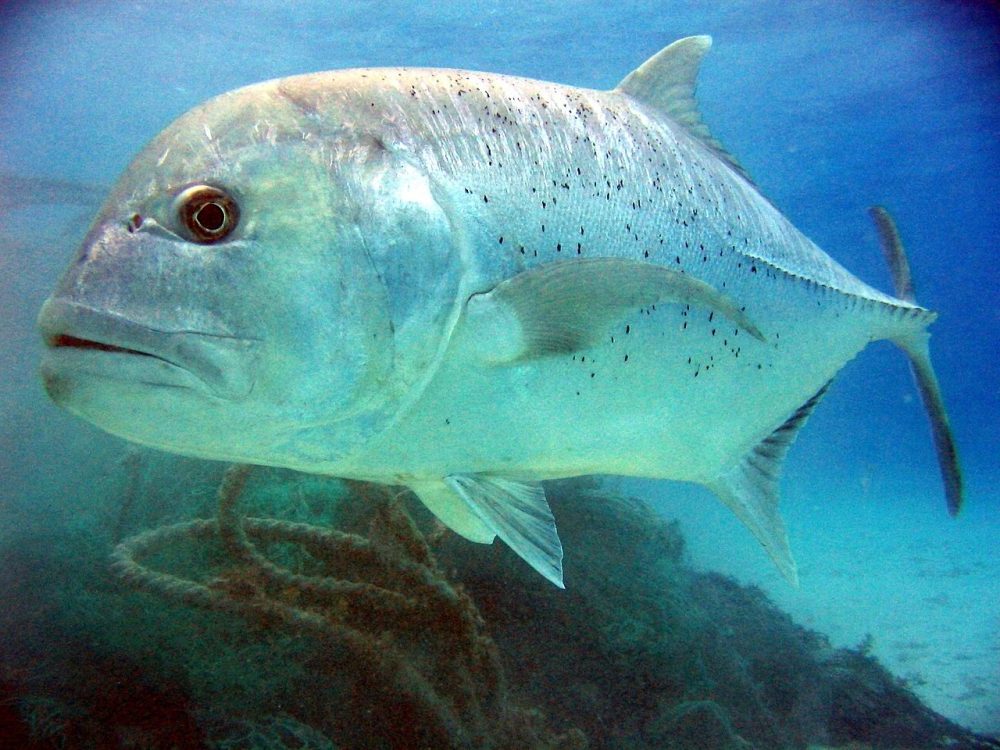 Giant trevally