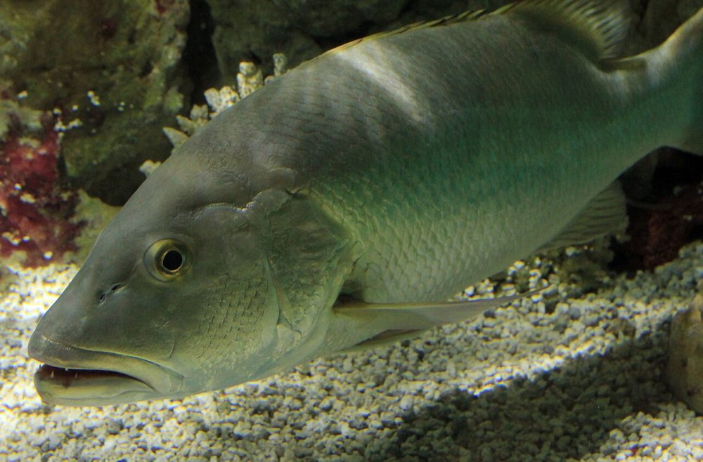 Cubera snapper