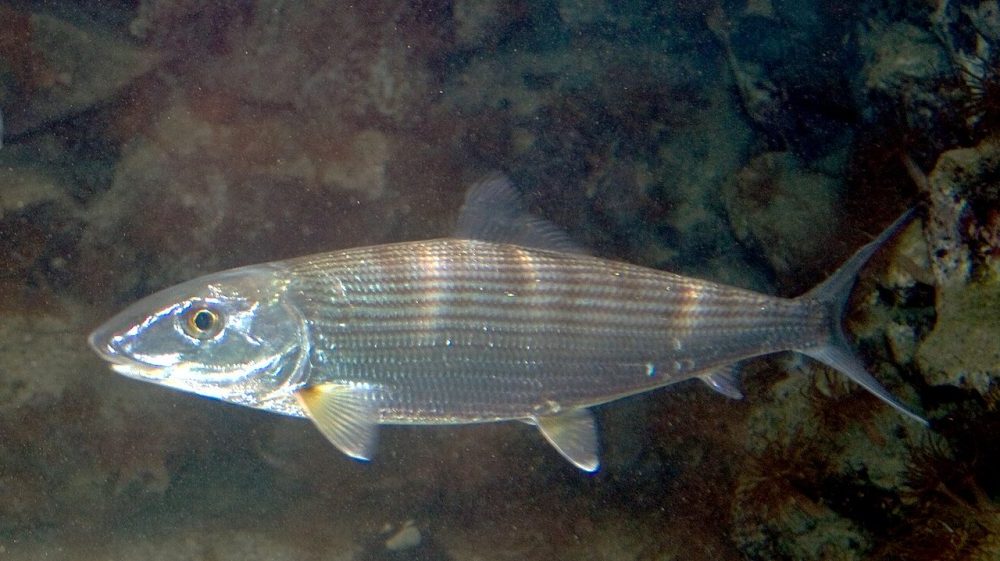 Benfisk