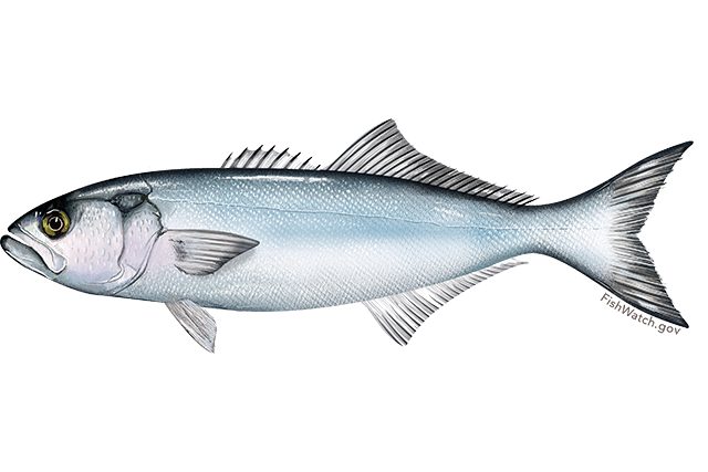 Blåfisk