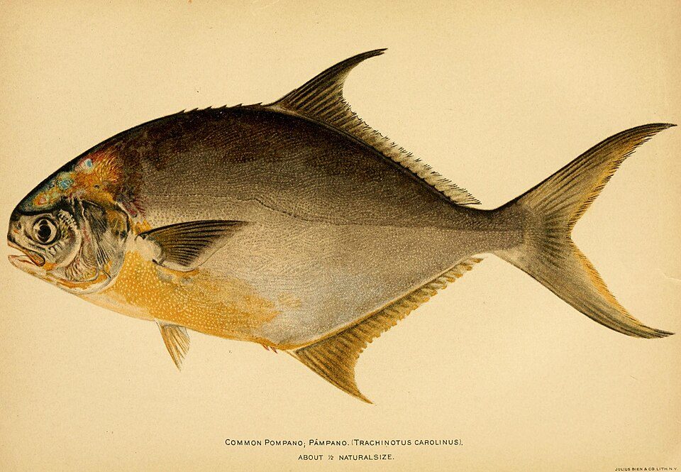 Florida pompano