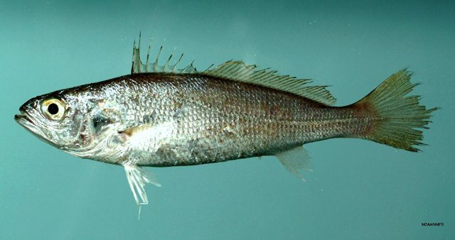 Svakfisk