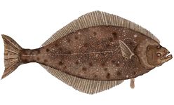 Stillehavskveite
