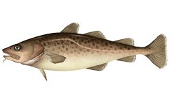Stillehavstorsk