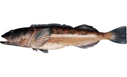 Lingcod