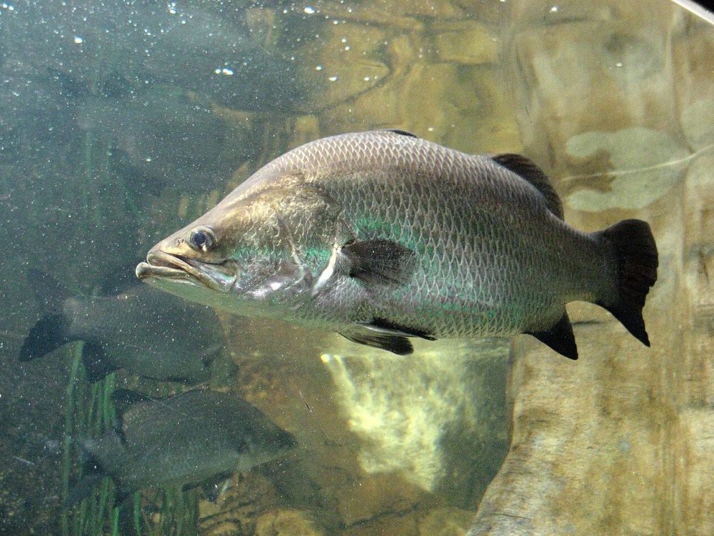 Barramundi