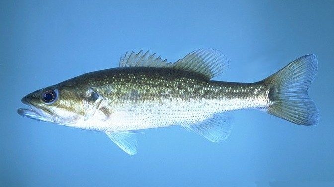 Spotted bass
