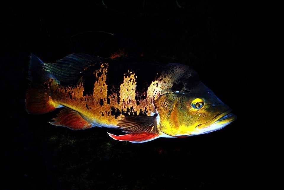 Peacock bass