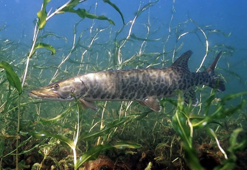 Muskellunge