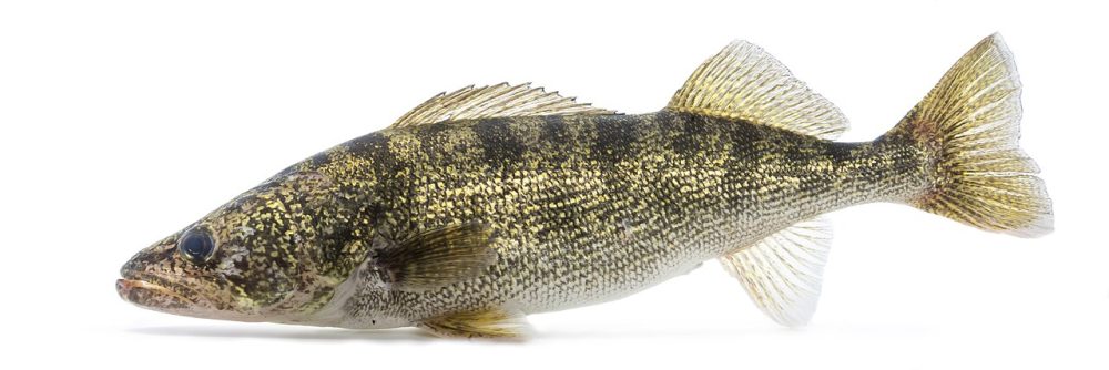 Walleye